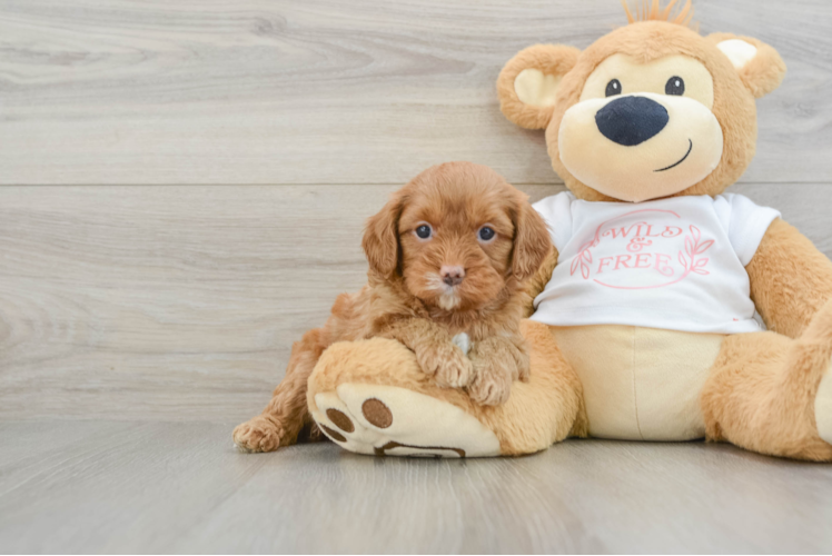 Cavapoo Pup Being Cute