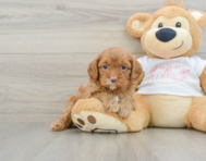 8 week old Cavapoo Puppy For Sale - Premier Pups