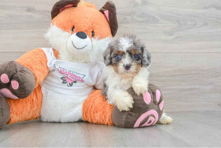 Cute Cavapoo Baby