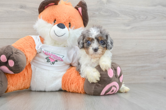 Cute Cavapoo Baby