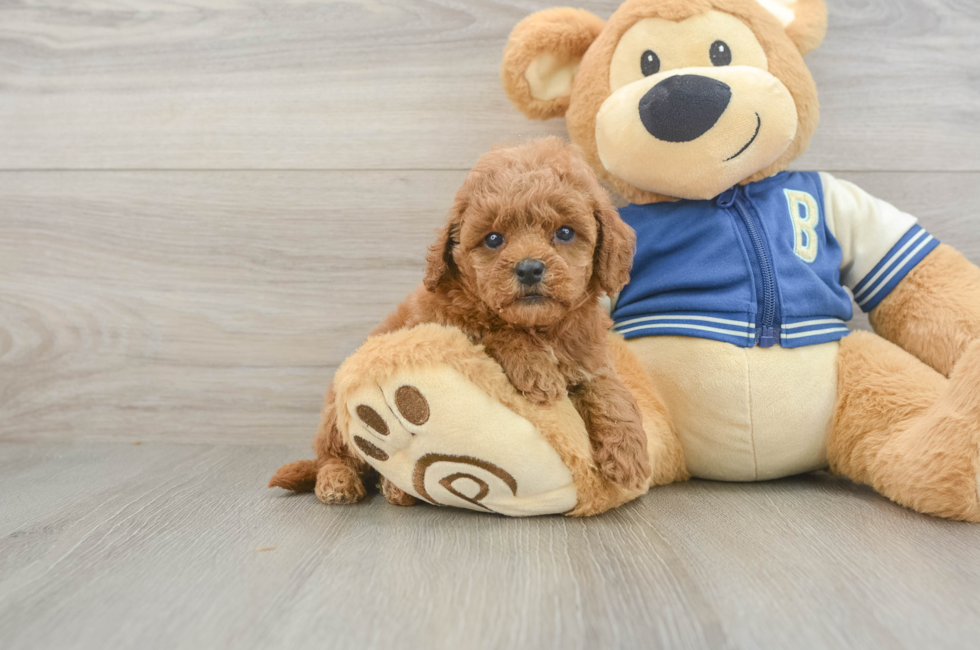 5 week old Cavapoo Puppy For Sale - Premier Pups