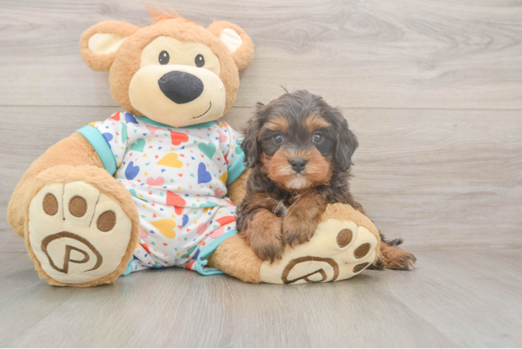 Happy Cavapoo Baby