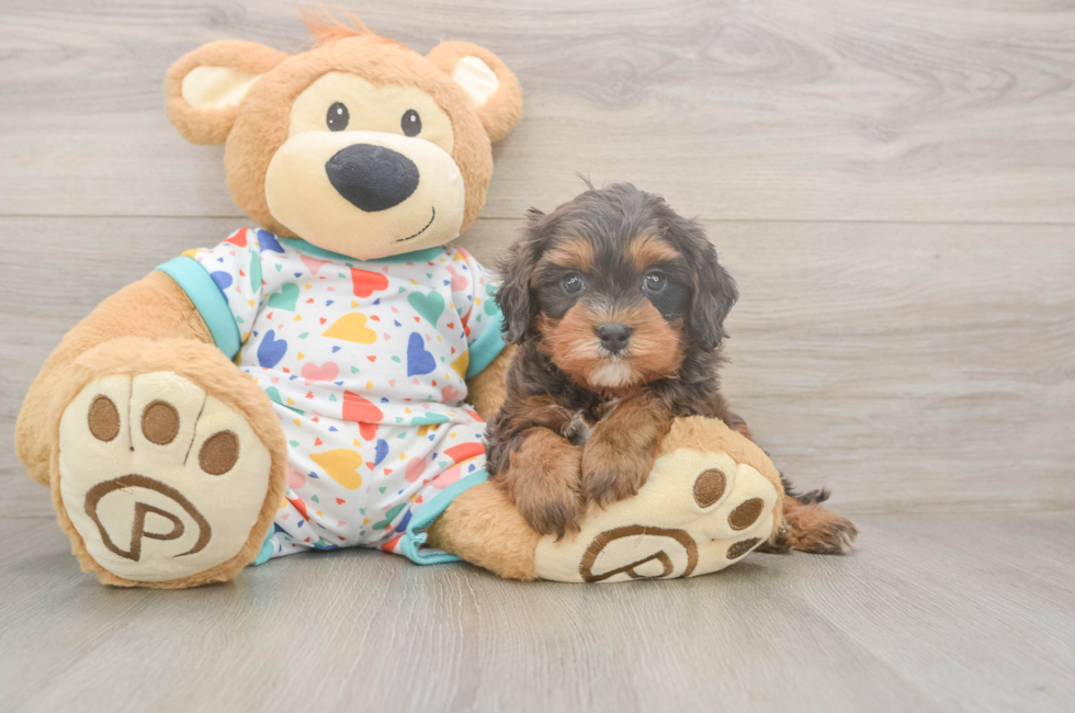 5 week old Cavapoo Puppy For Sale - Premier Pups
