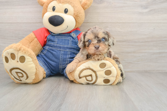 Cavapoo Puppy for Adoption