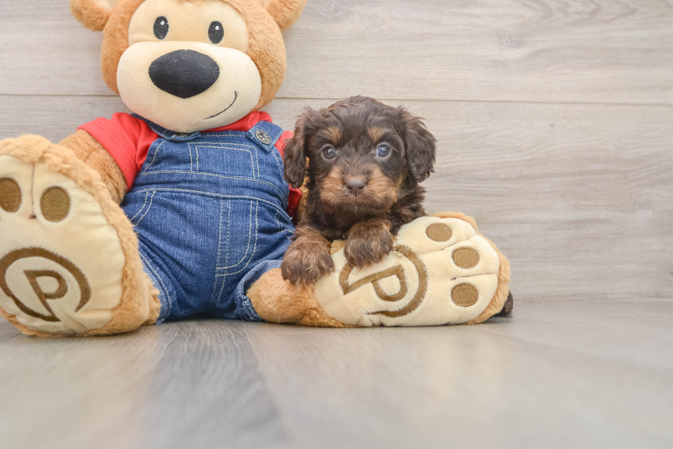 Cavapoo Puppy for Adoption