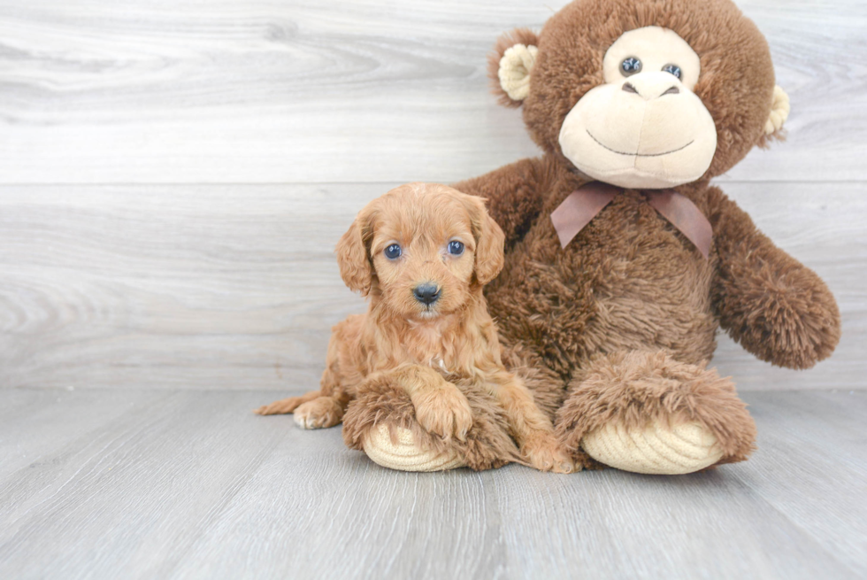 Small Cavapoo Baby