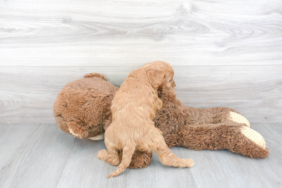 Happy Cavapoo Baby