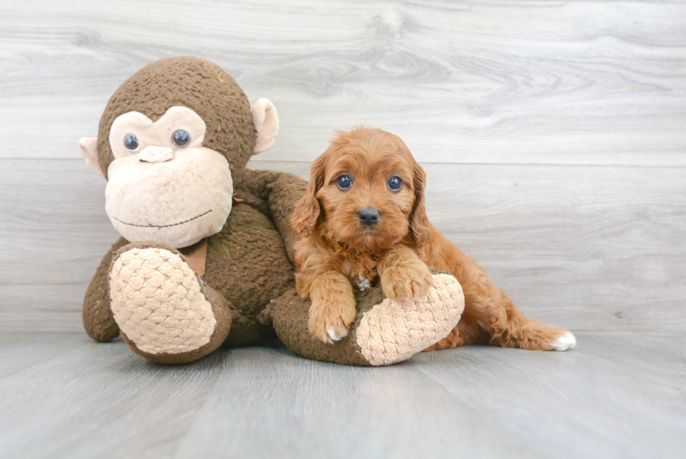 Cavapoo Pup Being Cute