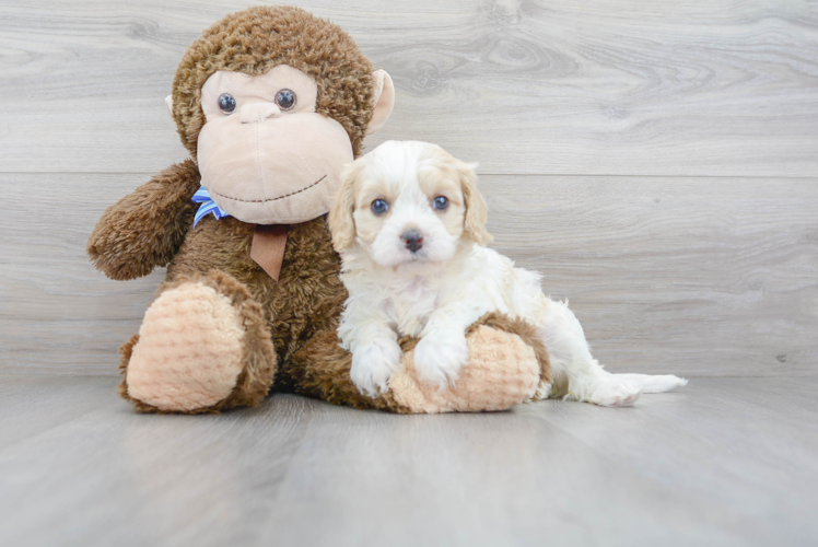 Popular Cavapoo Poodle Mix Pup