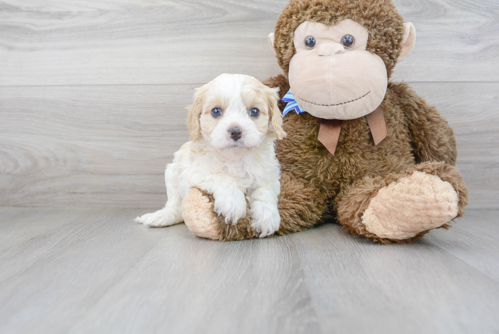 Best Cavapoo Baby