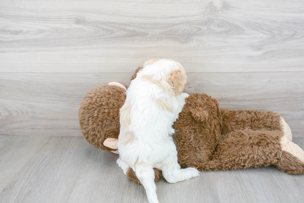 Playful Cavoodle Poodle Mix Puppy