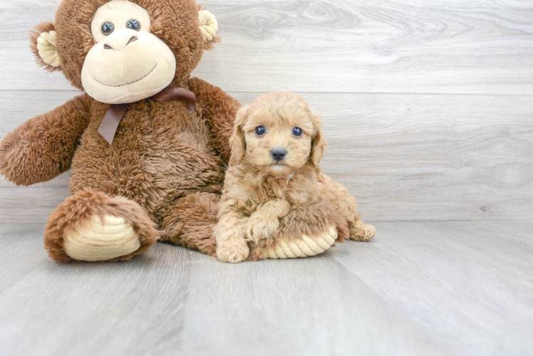 Cavapoo Puppy for Adoption