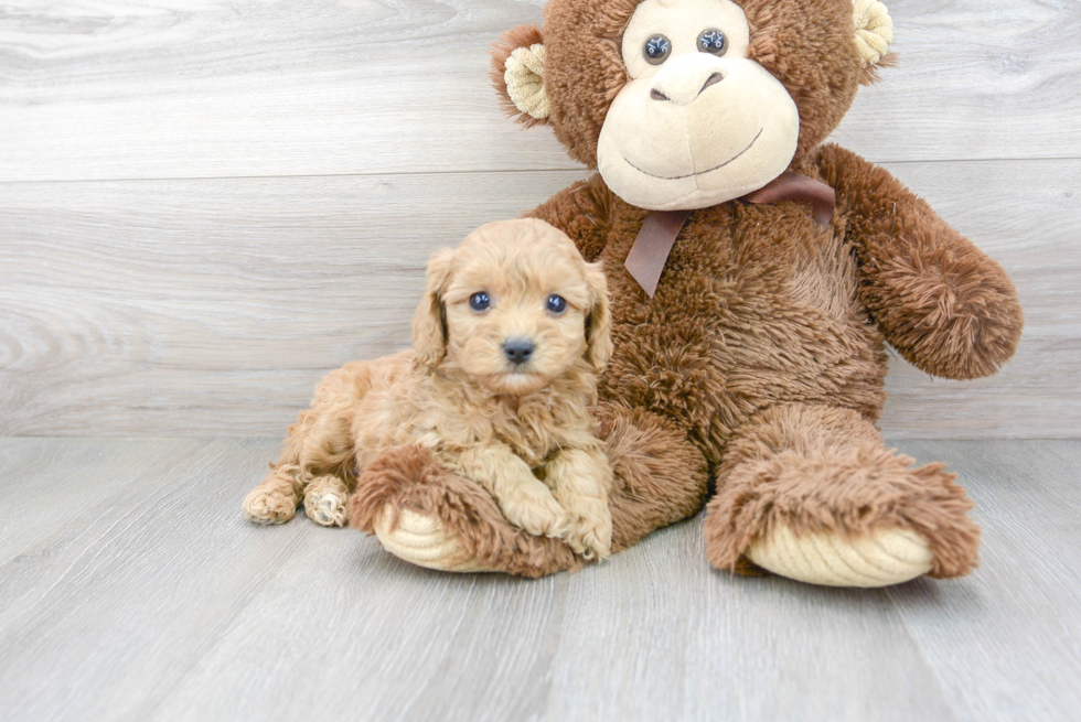 Playful Cavoodle Poodle Mix Puppy