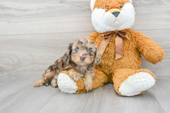 Fluffy Cavapoo Poodle Mix Pup