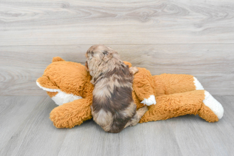 Best Cavapoo Baby