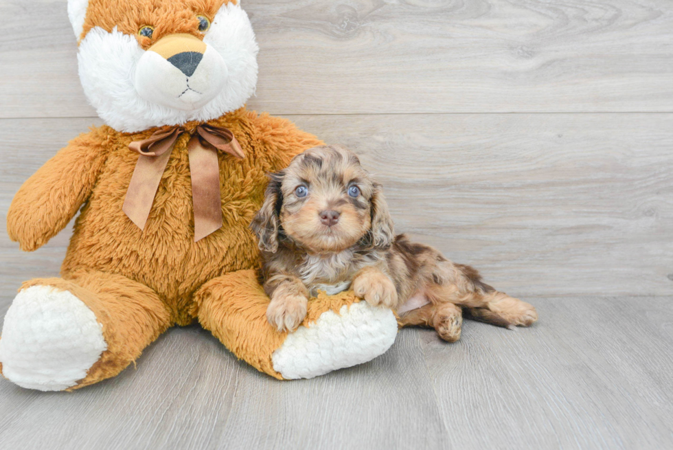 Hypoallergenic Cavoodle Poodle Mix Puppy