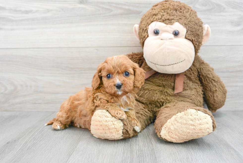 Cavapoo Puppy for Adoption