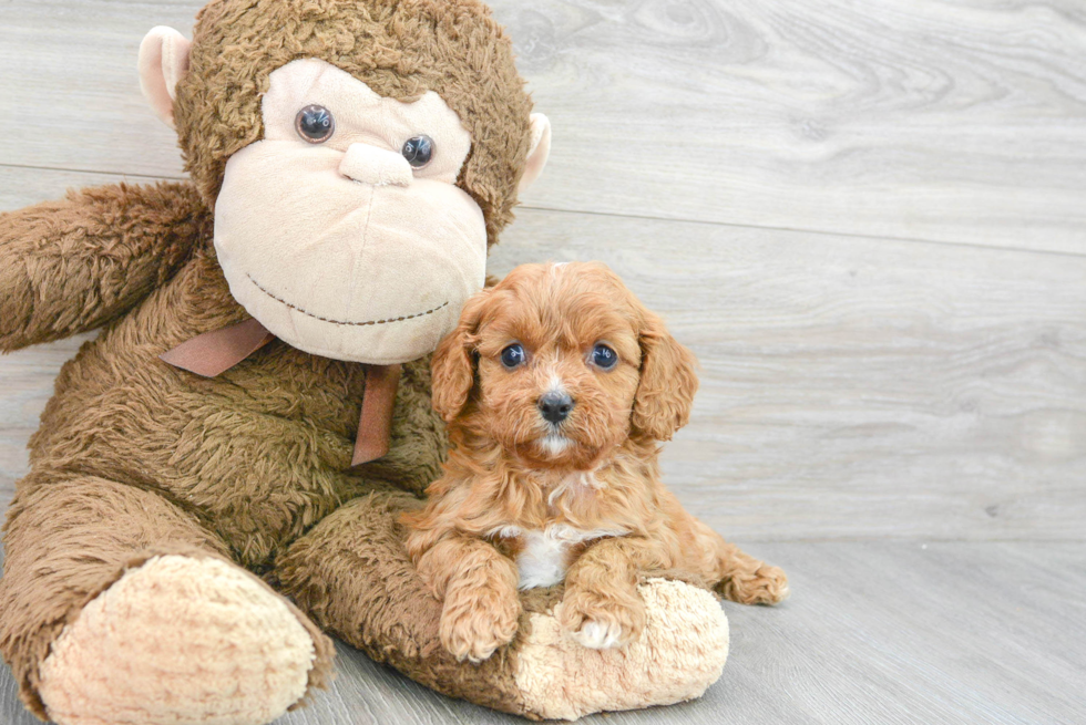 Best Cavapoo Baby