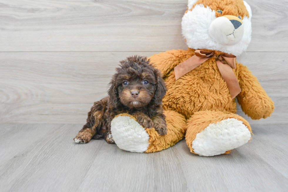 Funny Cavapoo Poodle Mix Pup