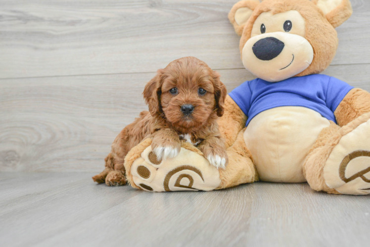 Best Cavapoo Baby