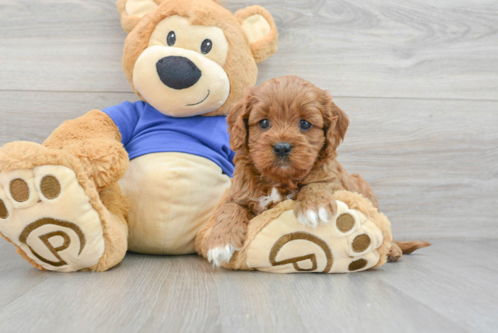 Hypoallergenic Cavoodle Poodle Mix Puppy