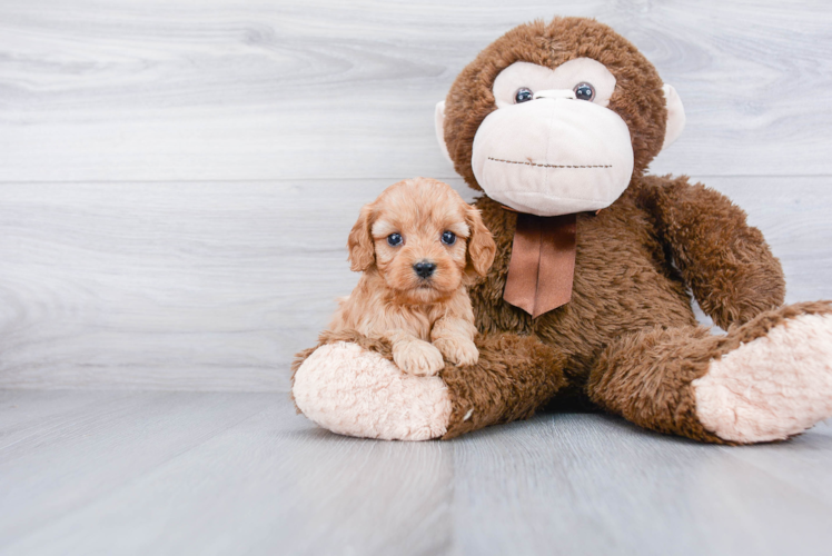 Cavapoo Puppy for Adoption