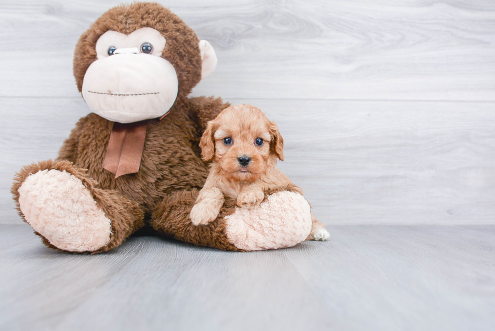 Cavapoo Pup Being Cute