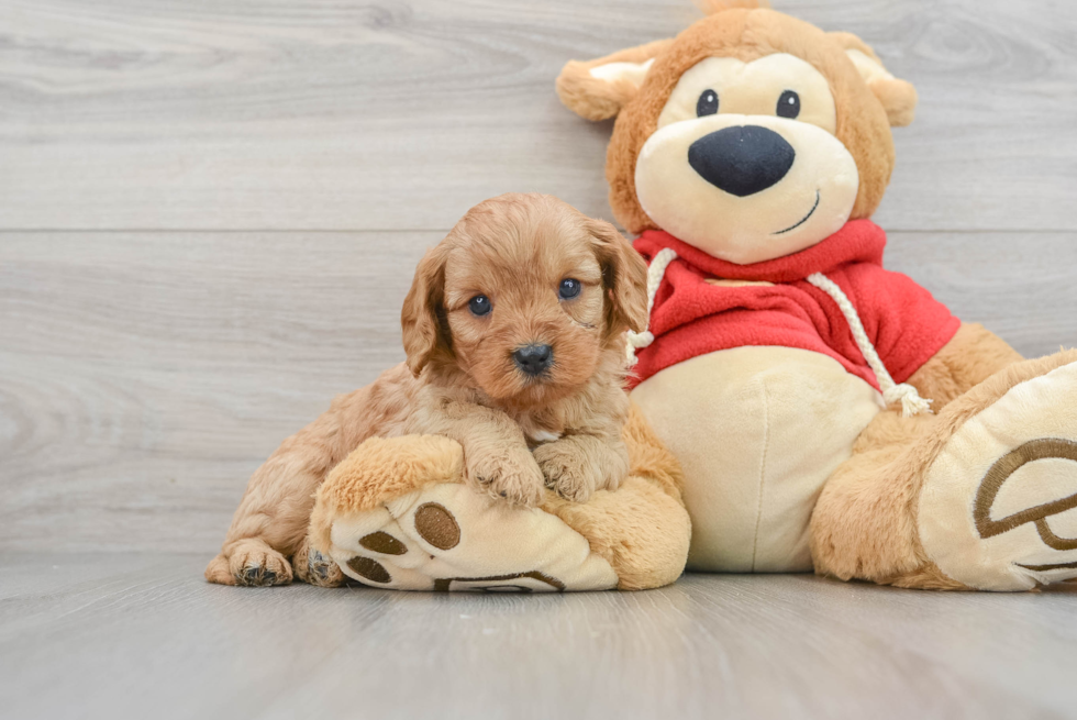 Cavapoo Puppy for Adoption
