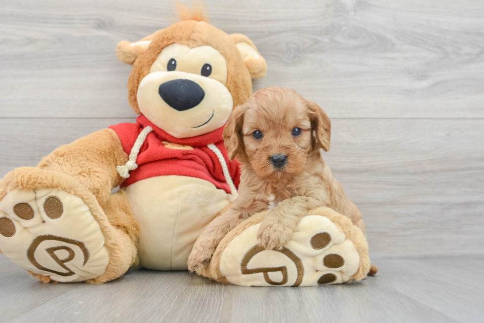 Best Cavapoo Baby