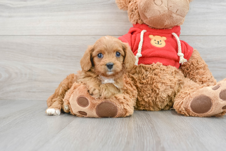 Cavapoo Pup Being Cute