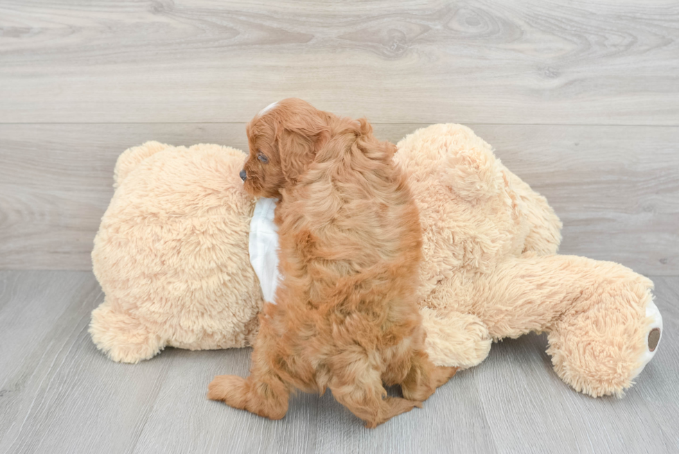 Popular Cavapoo Poodle Mix Pup