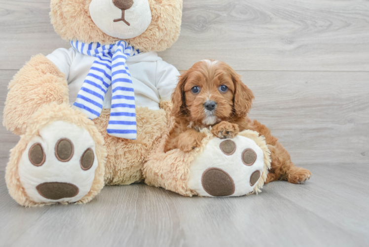 Cavapoo Pup Being Cute