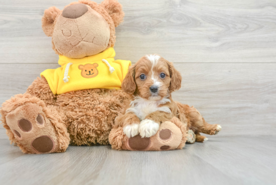 Cavapoo Pup Being Cute