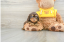 Best Cavapoo Baby