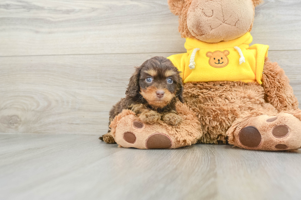 6 week old Cavapoo Puppy For Sale - Premier Pups