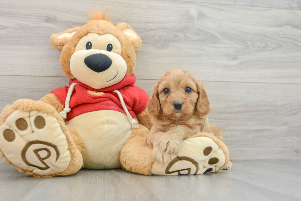 Best Cavapoo Baby