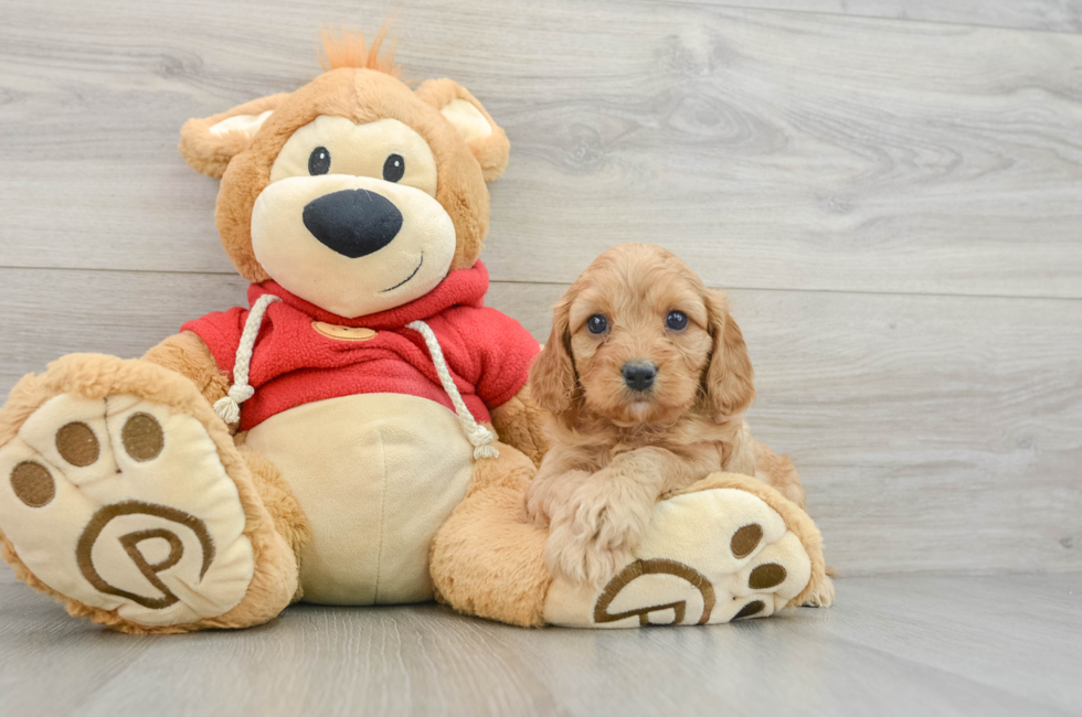 6 week old Cavapoo Puppy For Sale - Premier Pups