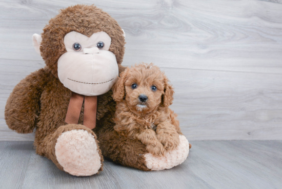 Sweet Cavapoo Baby