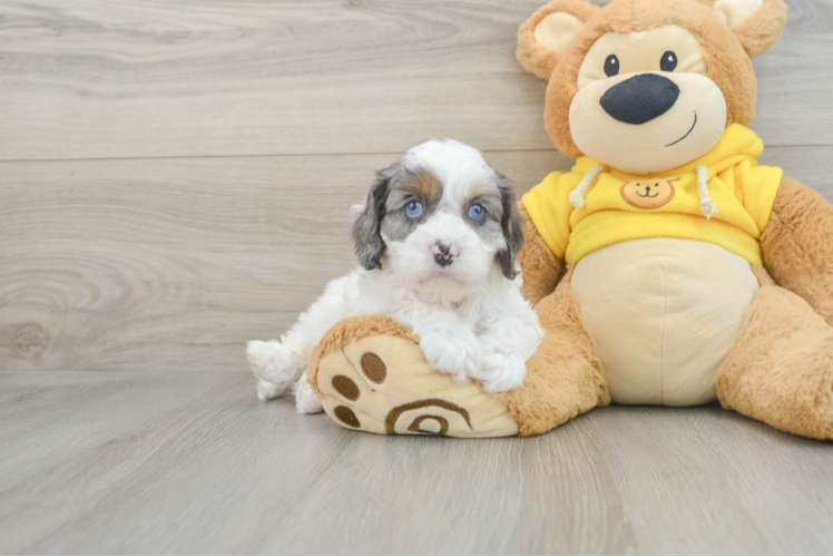 Cavapoo Pup Being Cute