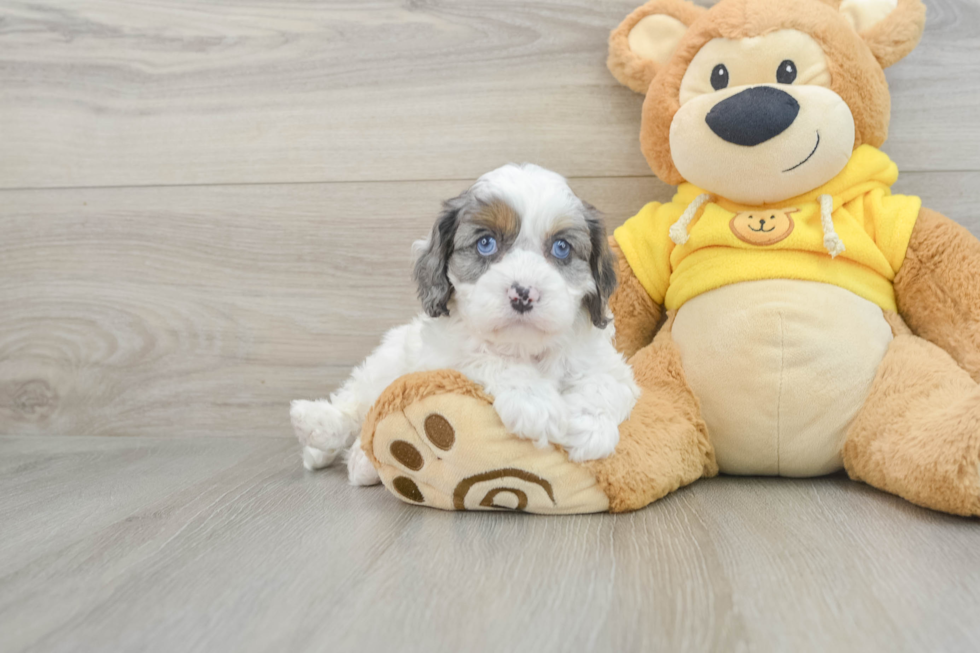 Cavapoo Pup Being Cute