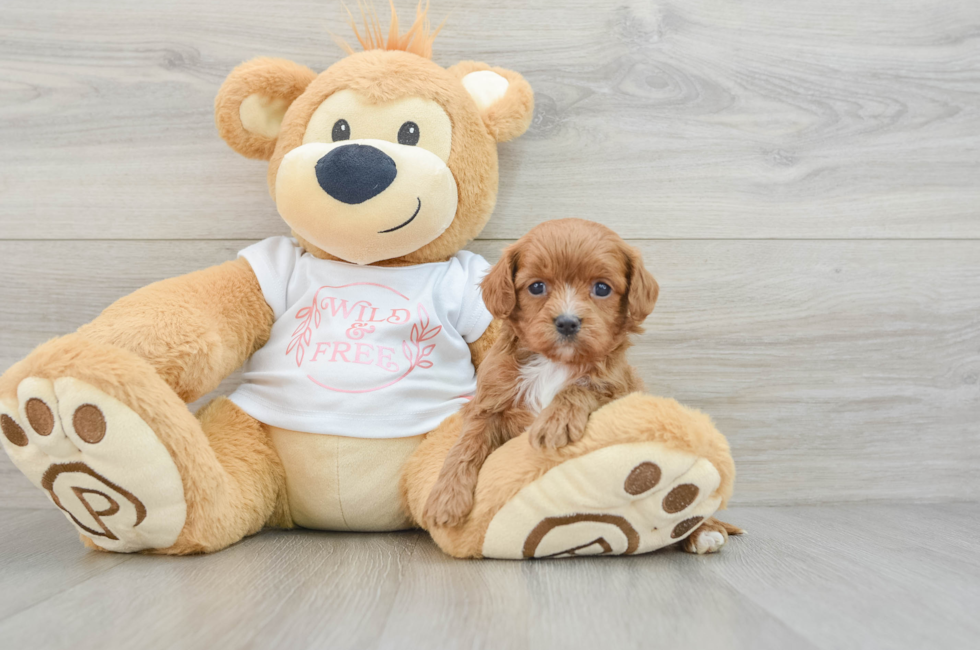 6 week old Cavapoo Puppy For Sale - Premier Pups