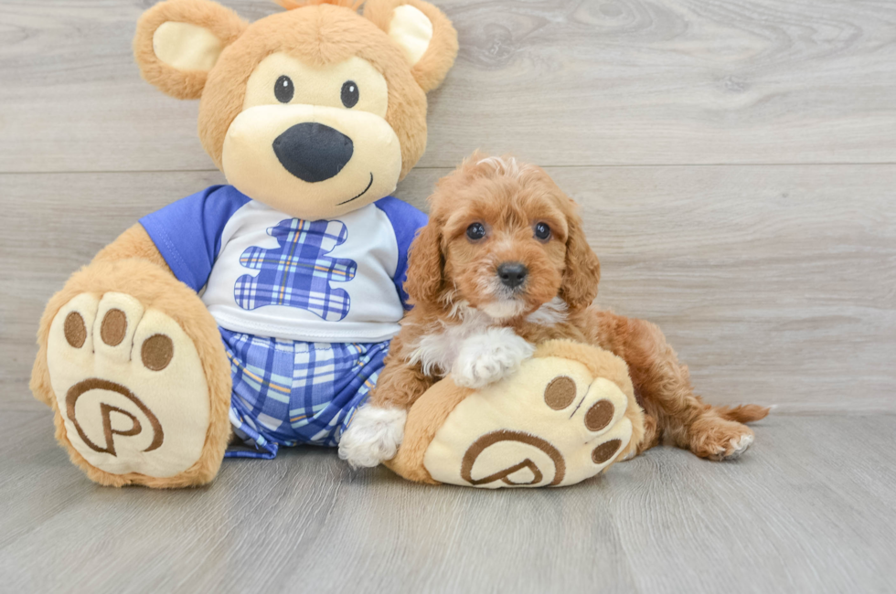 7 week old Cavapoo Puppy For Sale - Premier Pups