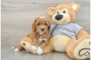Cavapoo Pup Being Cute