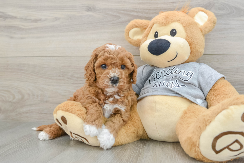 Cavapoo Pup Being Cute