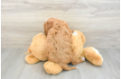 Best Cavapoo Baby