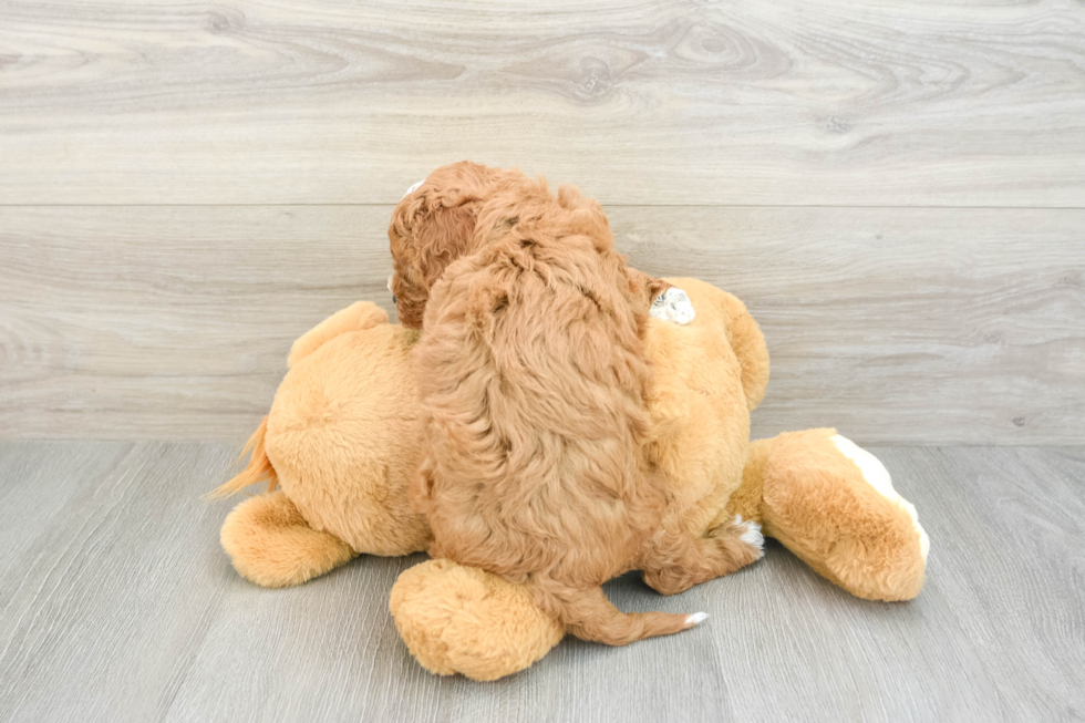 Best Cavapoo Baby