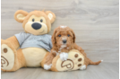 Energetic Cavoodle Poodle Mix Puppy