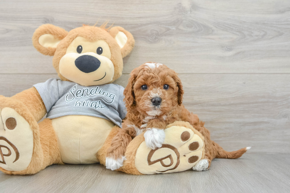 Energetic Cavoodle Poodle Mix Puppy