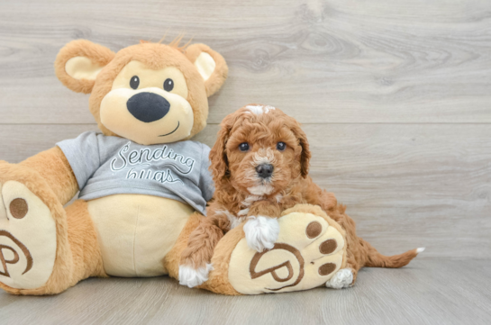 Energetic Cavoodle Poodle Mix Puppy