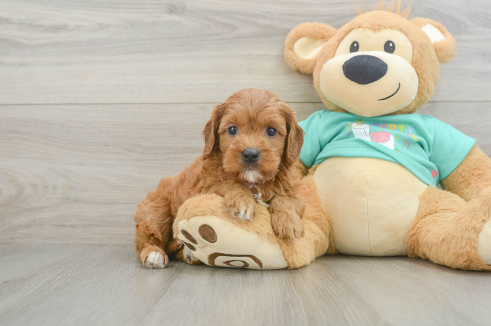 6 week old Cavapoo Puppy For Sale - Premier Pups